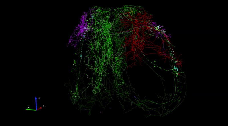 Complete, brain-wide reconstructions of several different types of mouse neurons in 3D.