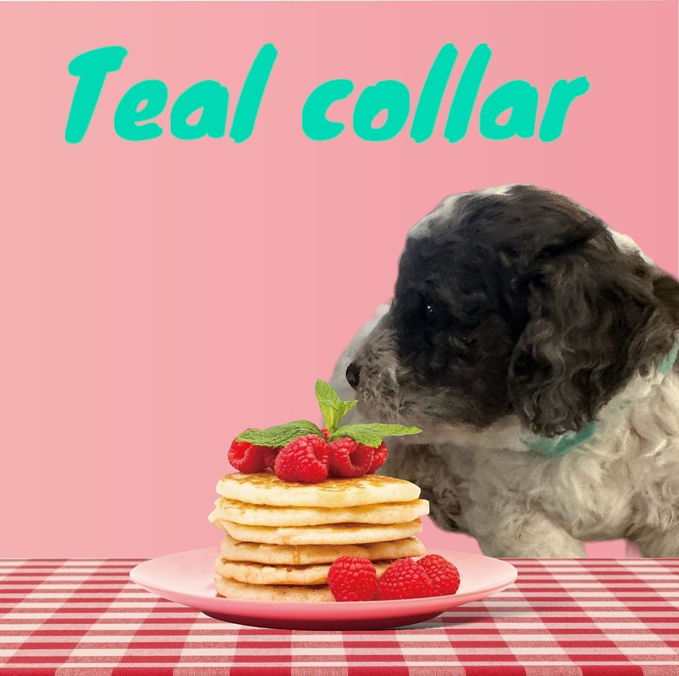Teal Collar 2 v1