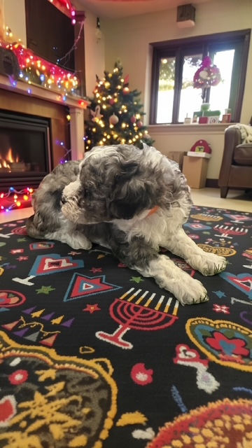 Photoroom_20251201_184916