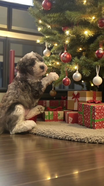 Photoroom_20251201_183823