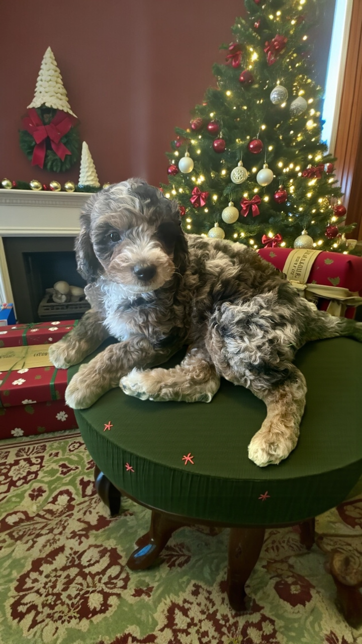 Photoroom_20251201_140809