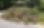 yard waste.jpeg