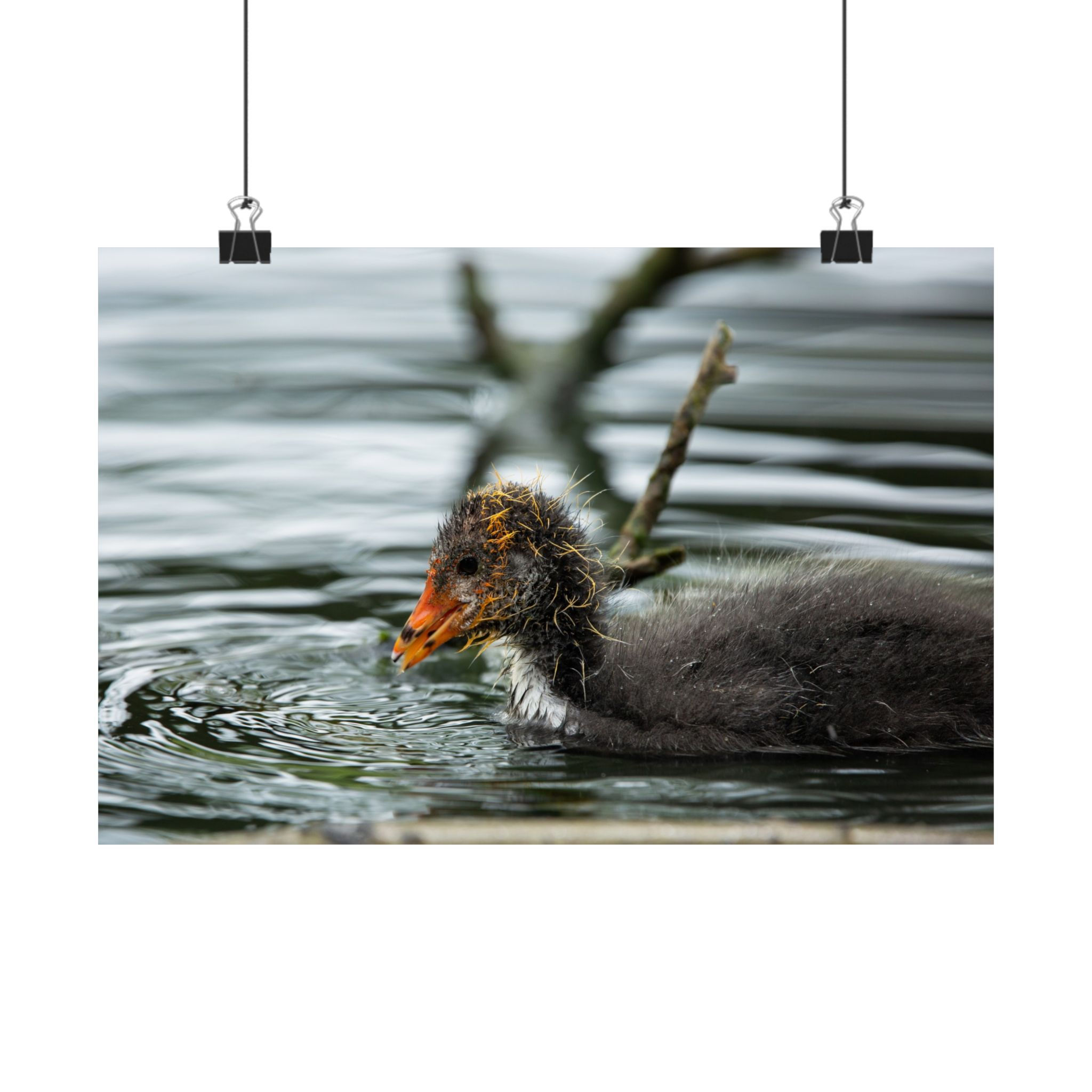 Eurasian Cootling - Nature Fine Art Print