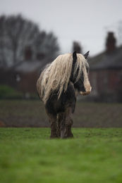 Horse with long mane standing on grass.