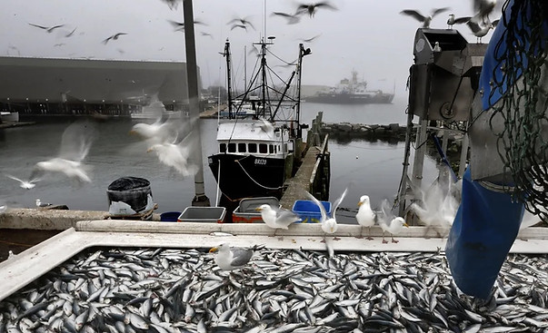 herring trawler.jpg