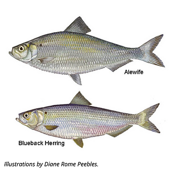 Herring