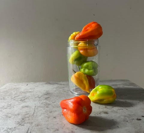 Habanero peppers in a jar