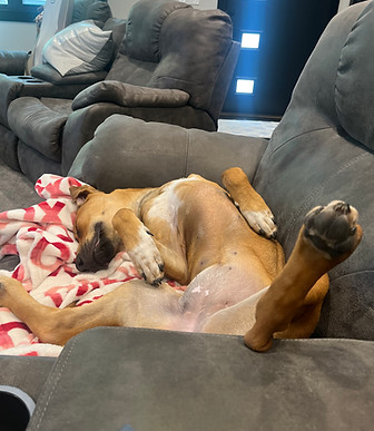 Betty upside down snooze.jpg