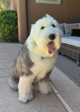 Sheepdog 2_edited.jpg