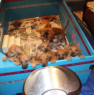 Puppies Older in box.JPG