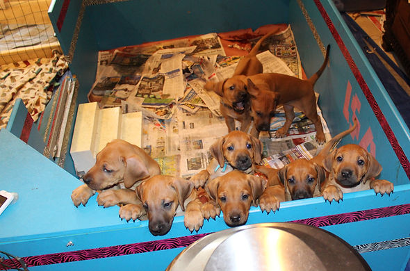 Puppies Older in box_edited.jpg