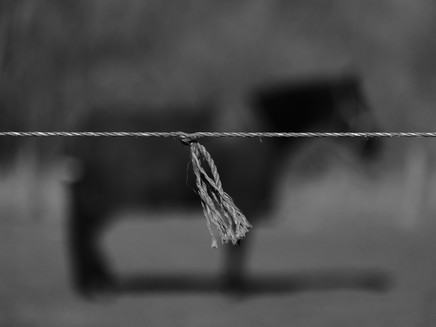 black horse behind textile fence with knot, part of the FENCINESS project by Achim Hennecke