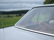 Photo of a car with a dog behind its rear screen, by Achim Hennecke