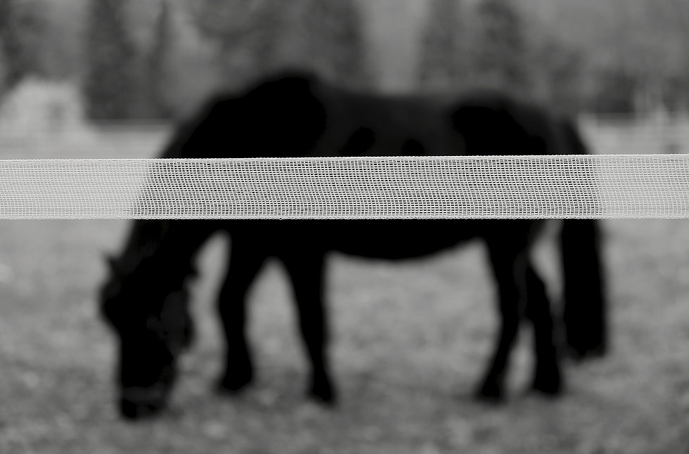 Fenciness horse