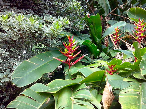 Helicônia (Heliconia subulata) (2).jpg