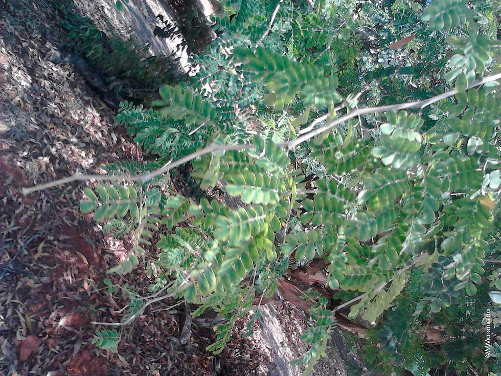 Tataré - Chloroleucon tortum (Mart.) Pittie