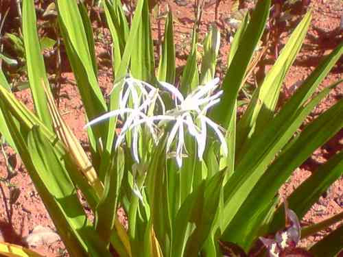 Crino Branco - Crinum asiaticum L.