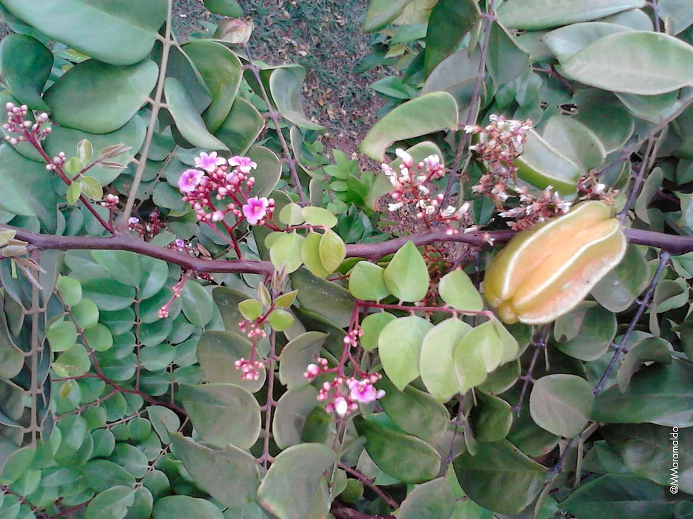 Caramboleira - Averrhoa carambola L.