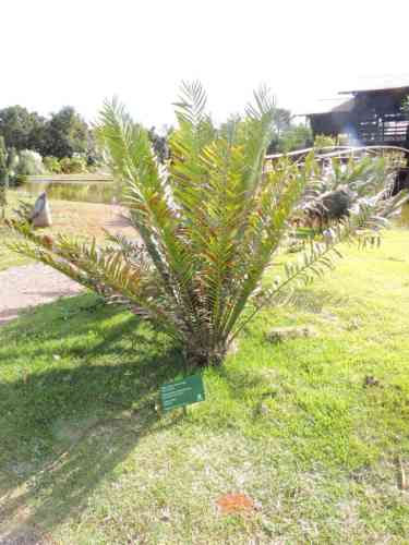 Sagu-de-espinho - Encephalartos ferox G.Bertol.
