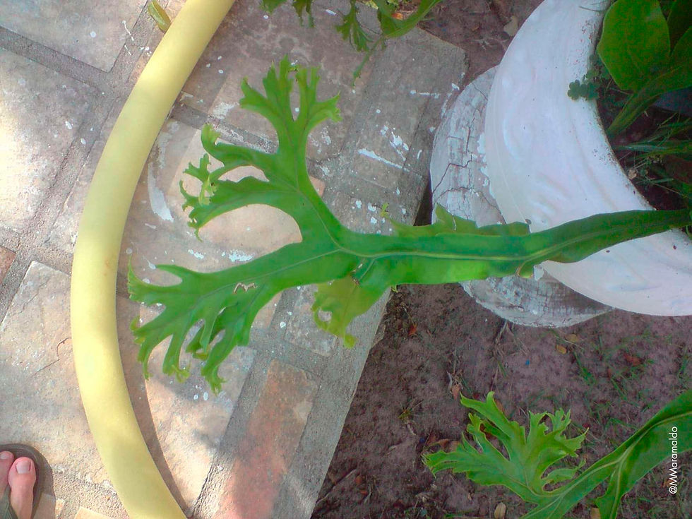 Trepadeira-ninho-de-passarinho - Grammitis punctata Raddi