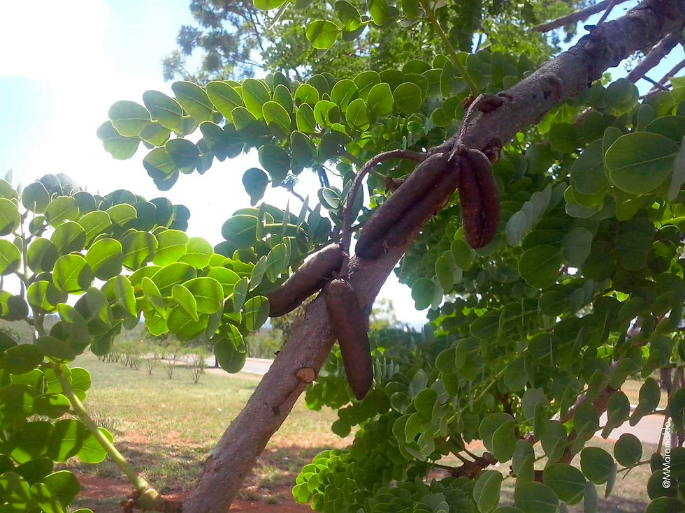 Barbatimão - Stryphnodendron adstringens (Mart.) Coville