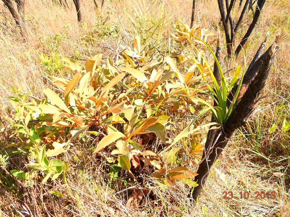 Barba-de-bode - Ouratea hexasperma (A. St.-Hil.) Baill