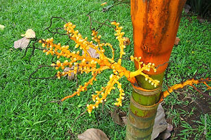 Palmeira Areca Dourada (Areca vestiaria)