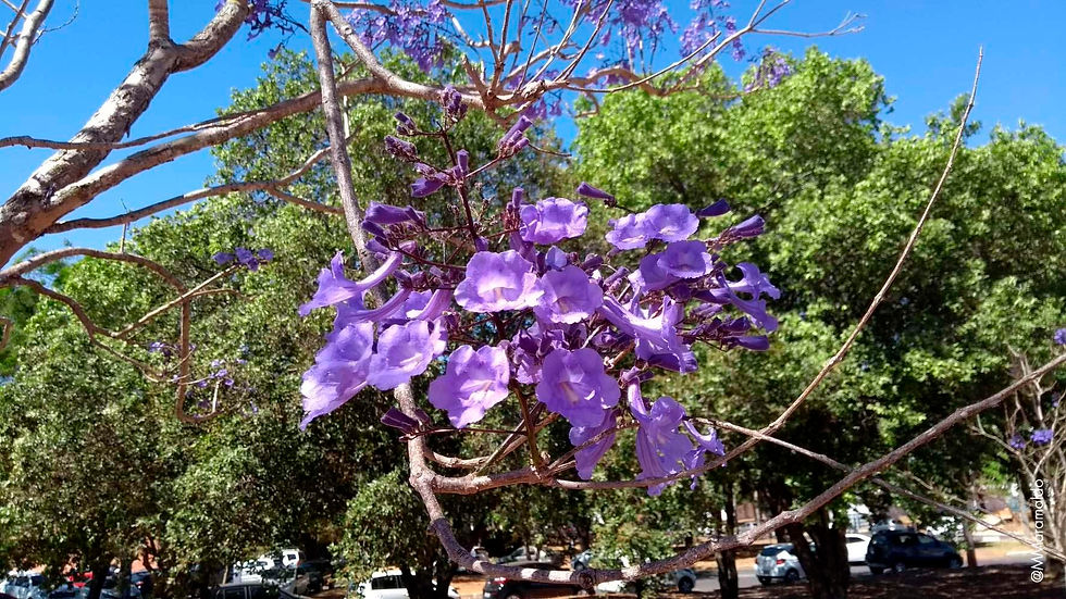 Jacarandá-mimoso - Jacaranda mimosifolia D.Don