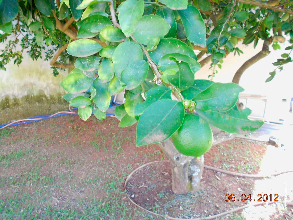 Limoeiro - Citrus limon (L.) Osbeck
