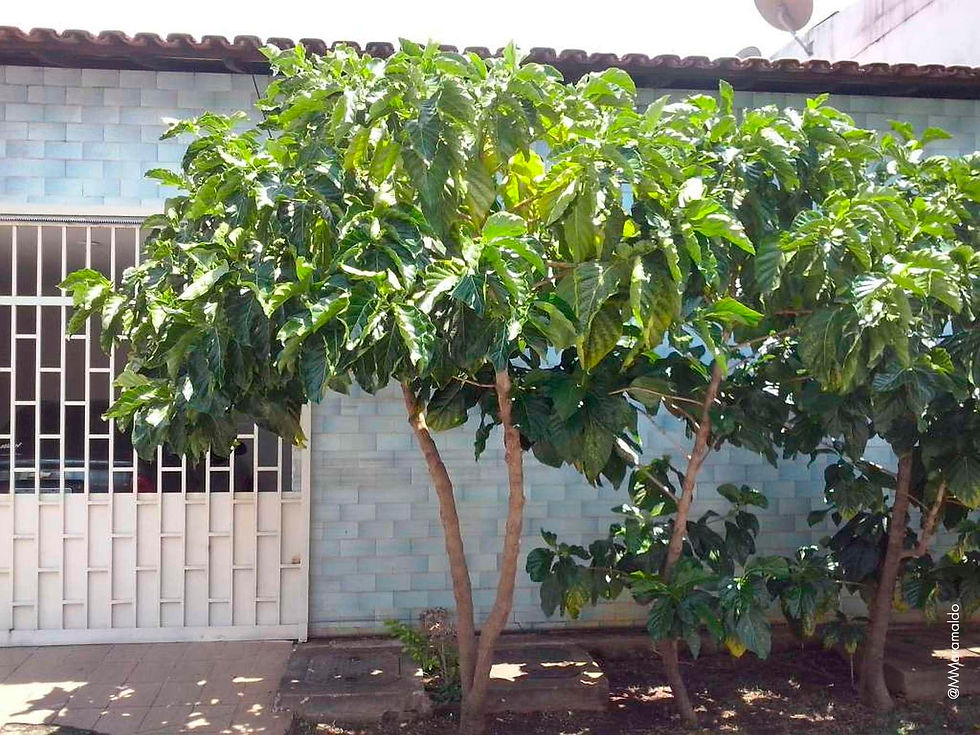 Noni - Morinda citrifolia L.