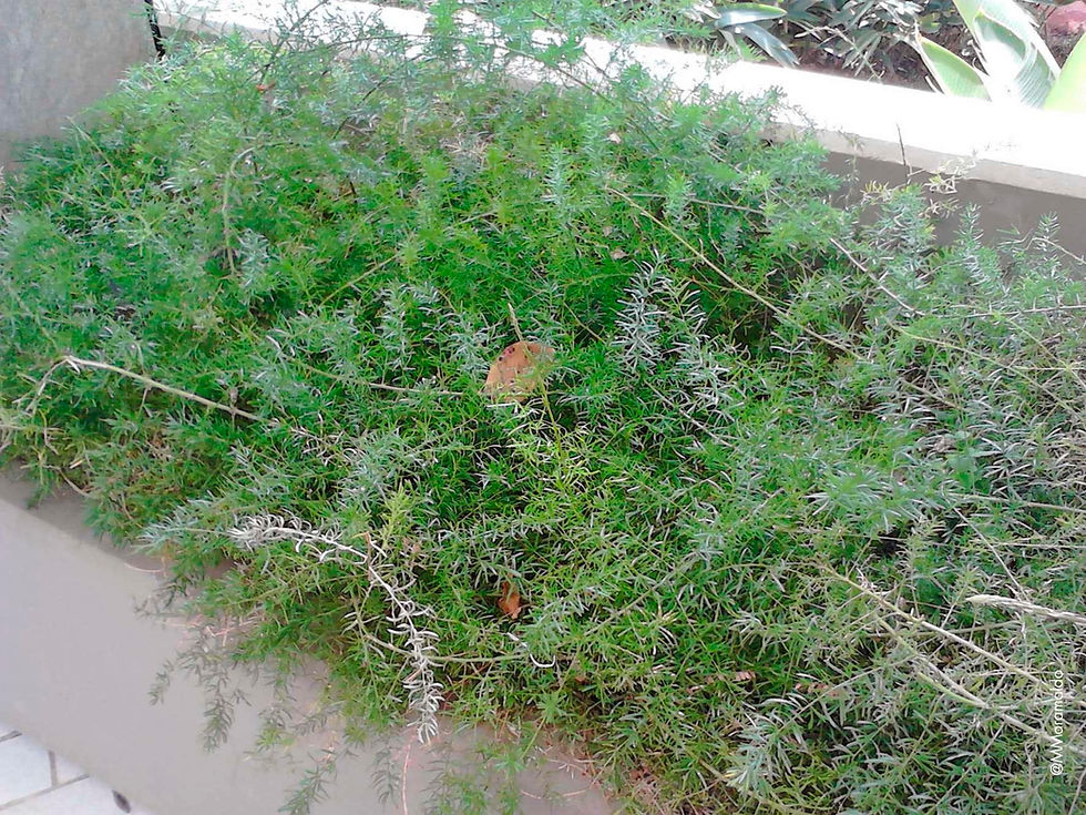 Aspargo-alfinete - Asparagus falcatus L.