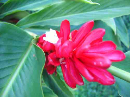 Alpínia-vermelha - Alpinia purpurata (Vieill.) K.Schum.