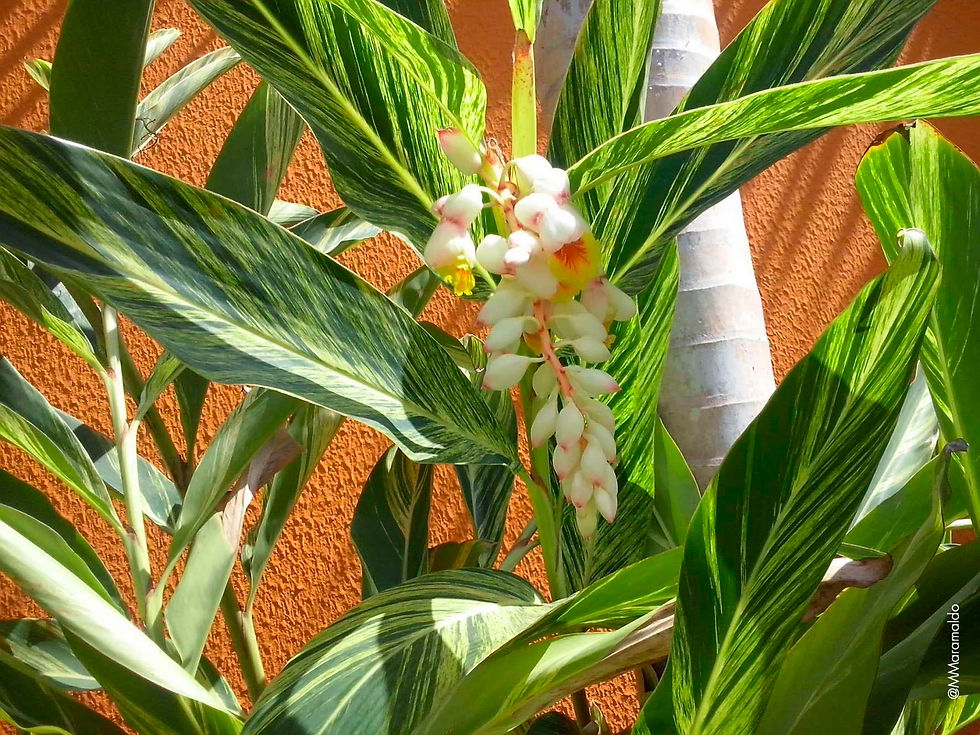 Gengibre-concha - Alpinia zerumbet (Pers.) B.L.Burtt & R.M.Sm