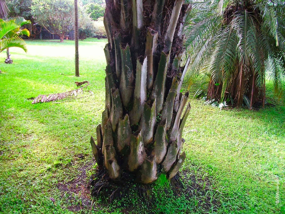 Palmeira Dendê - Elaeis guineensis Jacq