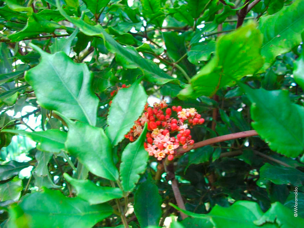 Leia-verde - Leea guineense G.Don