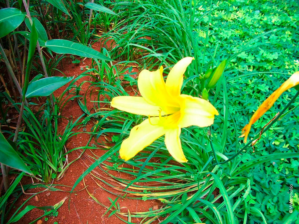 Lírio-amarelo - Hemerocallis lilioasphodelus L.