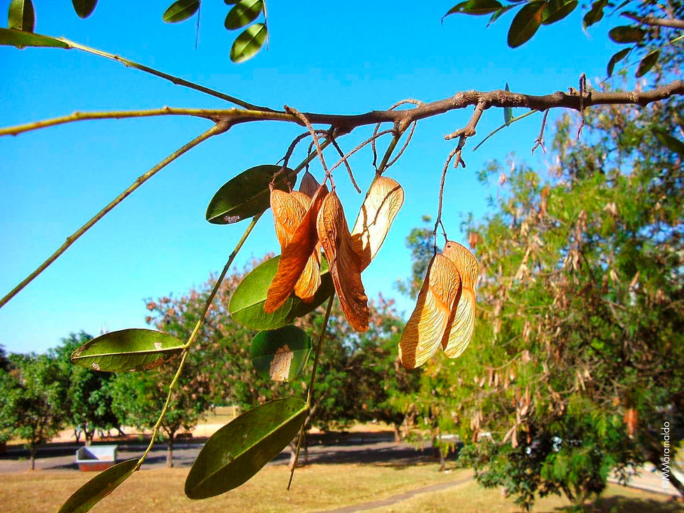 Amendoim-bravo - Pterogyne nitens Tul.