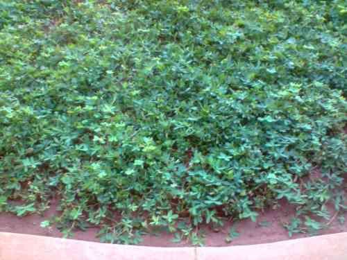 Grama-amendoim - Arachis repens Handro