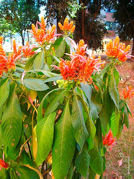Afelandra Coral (Aphelandra sinclairiana) (1).jpg