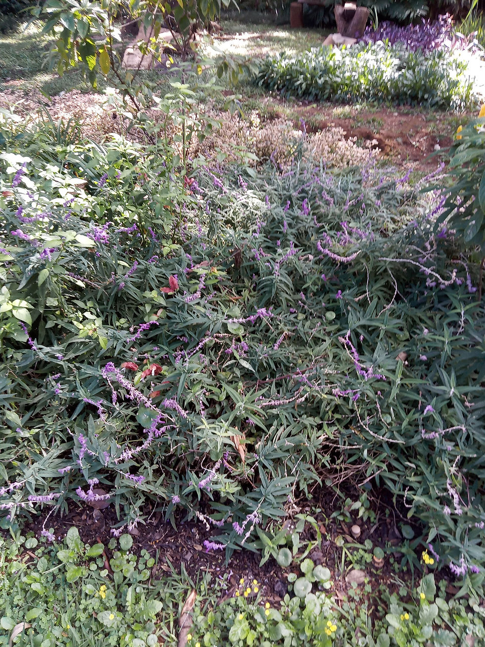Sálvia-texana - Salvia leucantha Cav.