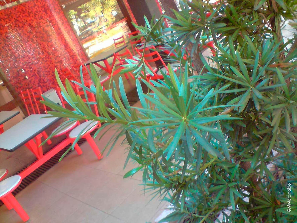 Pinheiro-de-Buda - Podocarpus macrophyllus (Thunb.) Sweet