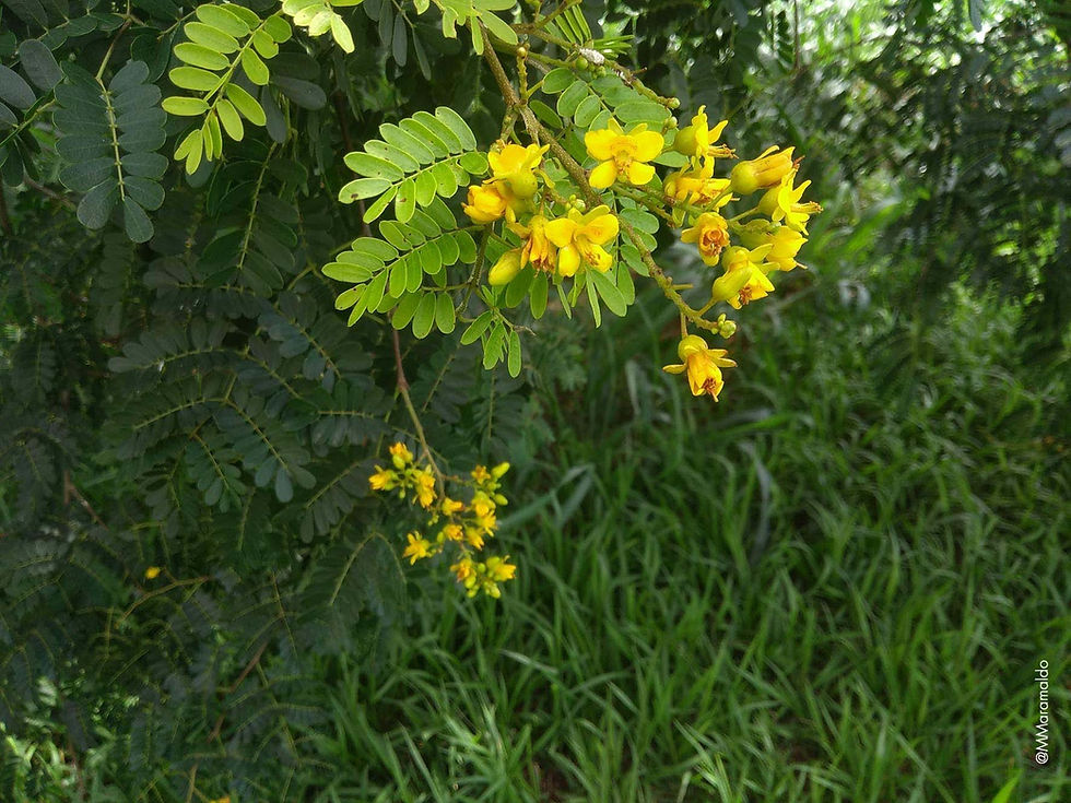 Pau-ferro - Libidibia ferrea (Mart. ex Tul.) L.P.Queiroz