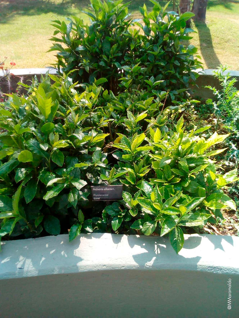 Guiné - Petiveria alliacea L.