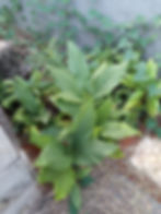 Açafrão - Curcuma longa L.