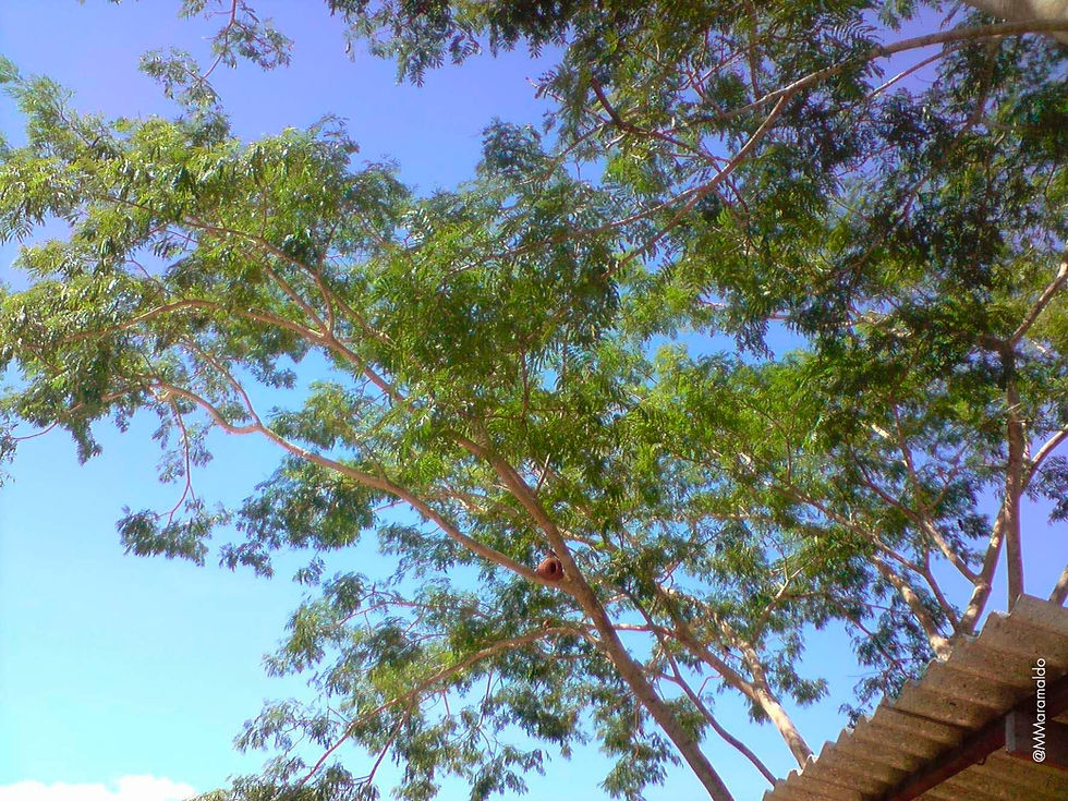 Angico-branco - Pseudalbizzia polycephala (Benth.) E.J.M.Koenen & Duno