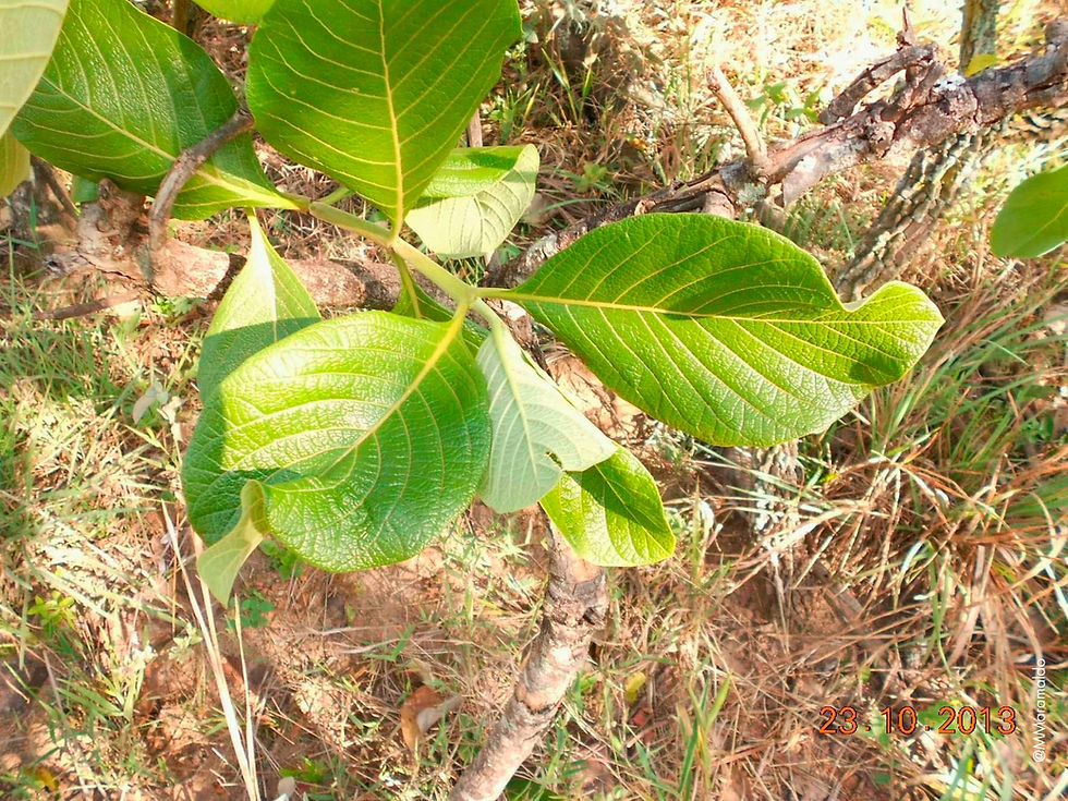Jenipapo-de-cavalo - Tocoyena formosa (Cham. & Schltdl.) K.Schum