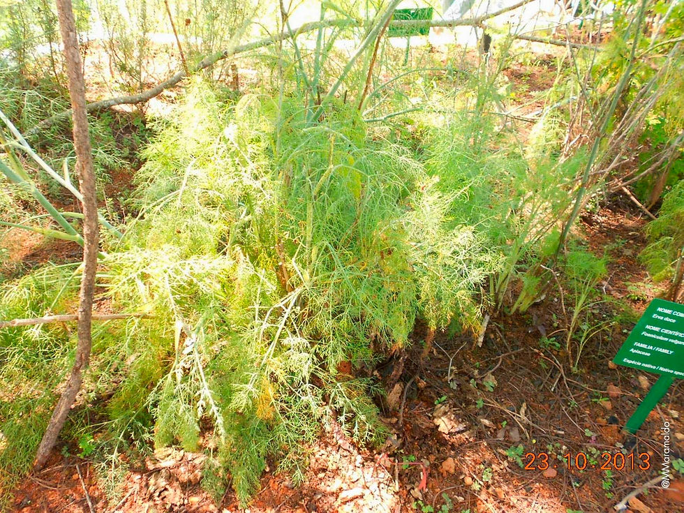 Erva-doce - Foeniculum vulgare Mill