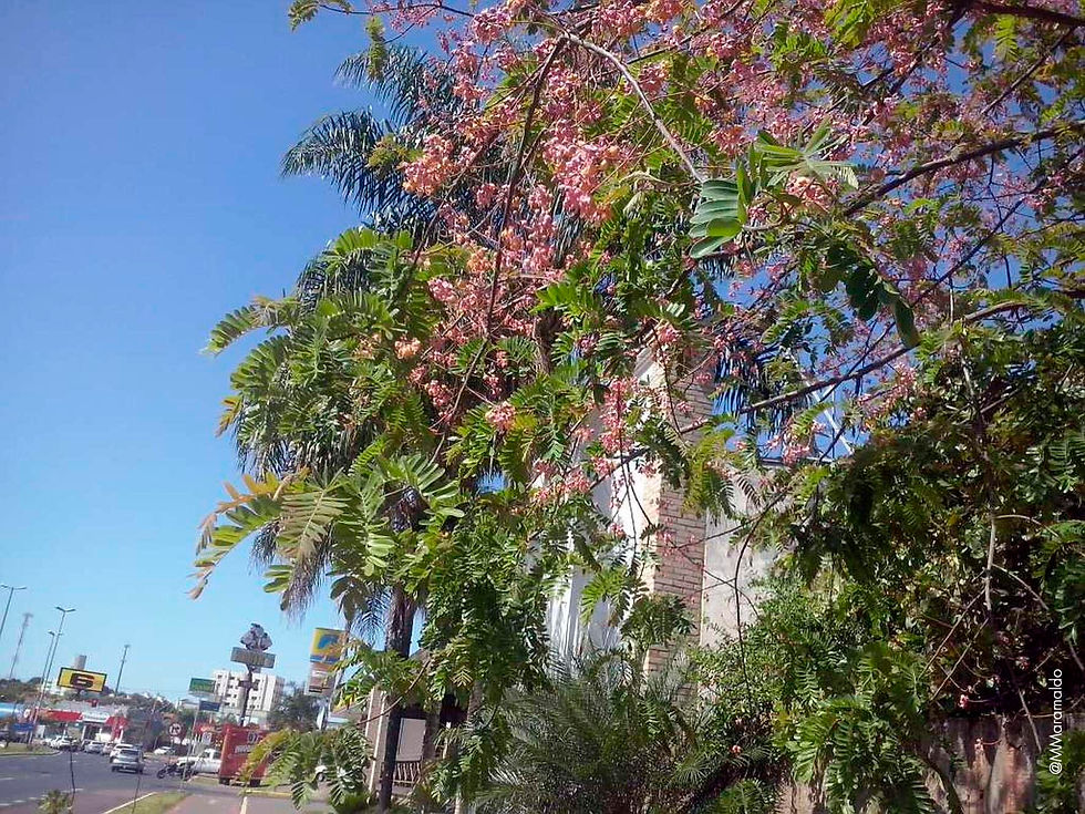 Cássia-rosa - Cassia grandis L.f.