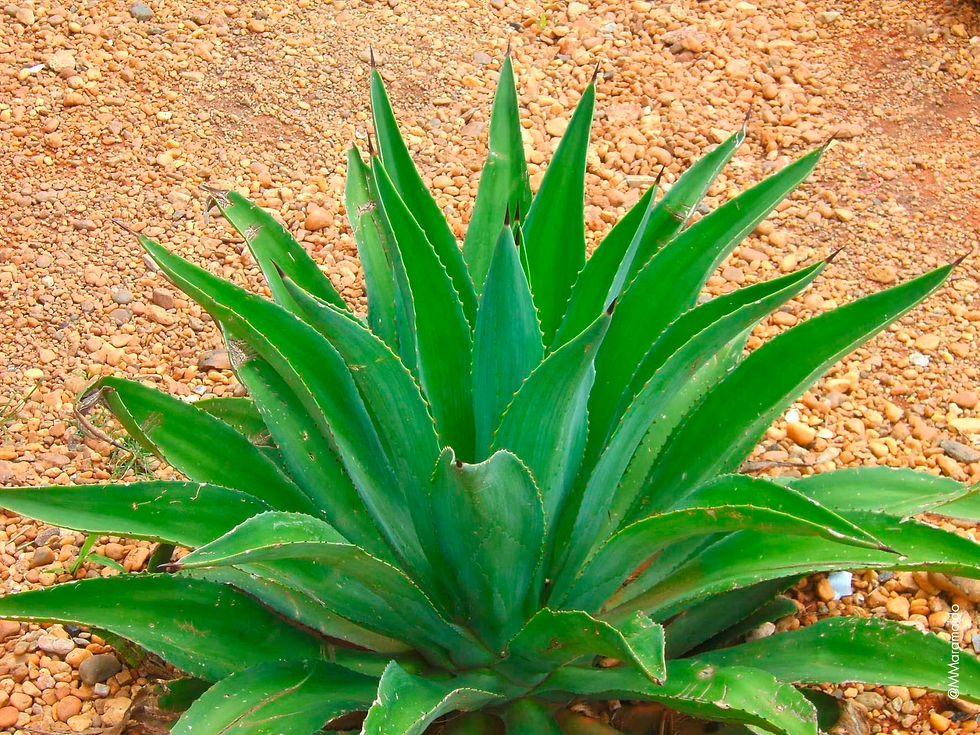 Agave - Agave horrida Lem. ex Jacobi