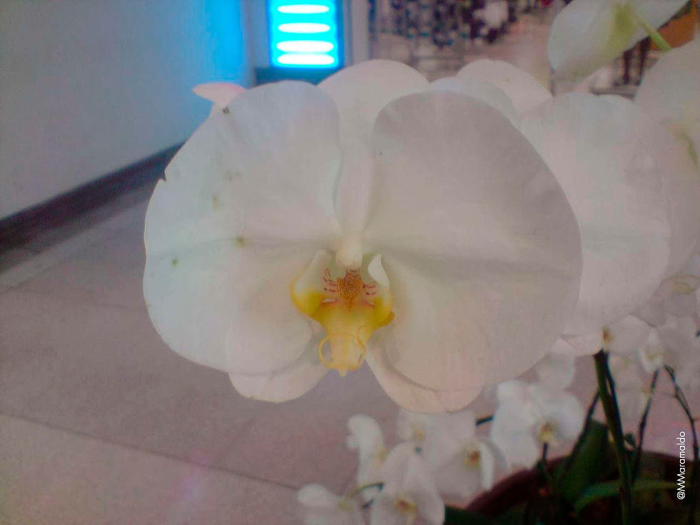 Orquídea-falaenopsis - Phalaenopsis x hybridus